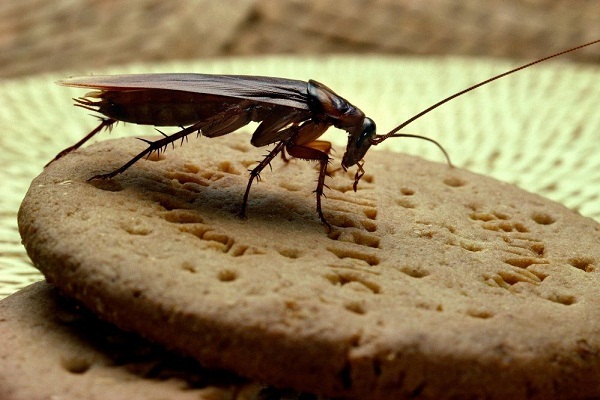 к чему снятся тараканы