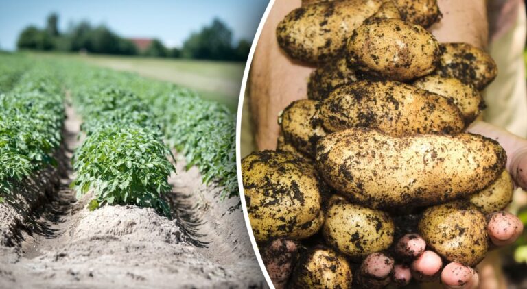 Как садить картошку