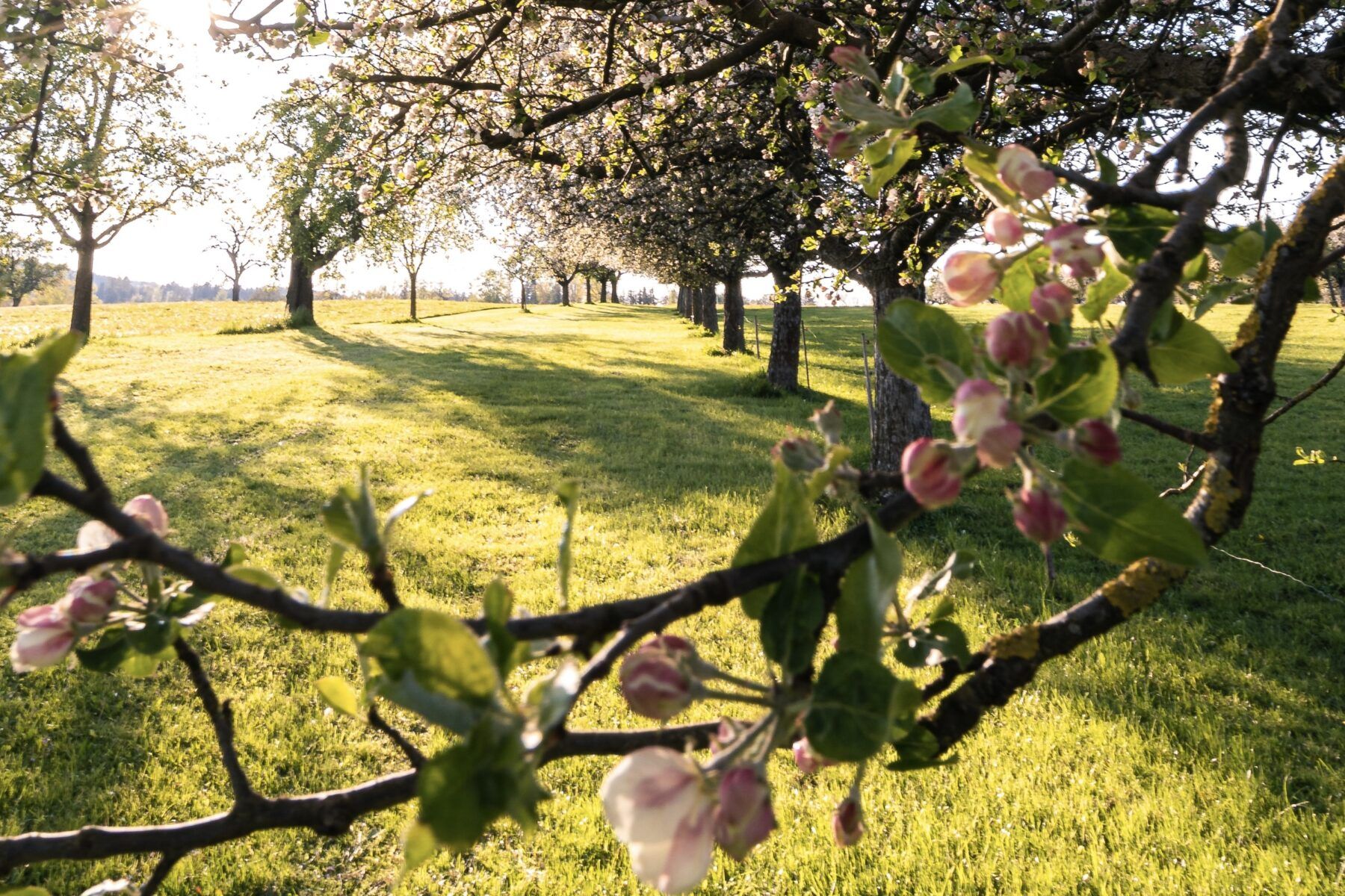 когда прививают деревья
